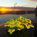 Yellow Red Variegated Leaves with Slender Stems and Small Flower Spikes by Sunset Water Reflections