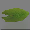 Green Lotus Leaf With Visible Veins On Light Colored Background Casting Soft Shadow 3d model