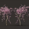 Blooming Trees With Pink Flowers And Light Colored Trunks Against Dark Background 3d model