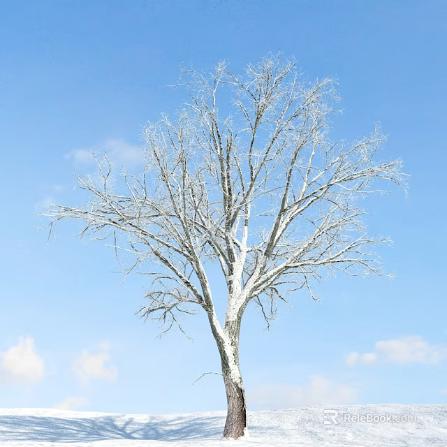 Tall Bare Tree with White Trunk Standing Against Blue Sky and Clouds 3d model 