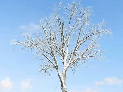 Tall Bare Tree with White Trunk Standing Against Blue Sky and Clouds 3d model