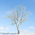 Tall Bare Tree with White Trunk Standing Against Blue Sky and Clouds