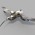 Flying Bird With Long Beak And Spread Wings Against Gray Background