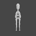Detailed White Horse Skeleton 3D Model with Realistic Bone Structure and Posture