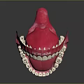 Anatomically Detailed Oral Organ Model With White Teeth And Pink Gums For Dental Education