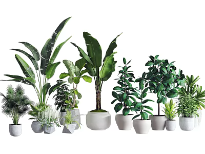 Various Types of Potted Green Plants with Different Leaf Shapes and White Grey Pots 3d model
