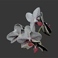 Close Up Of White Orchid Flowers With Pink Spots And Green Stems On Dark Background