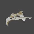 Detailed Animal Bone Structure Displaying Natural Skeletal Morphology And Anatomical Features