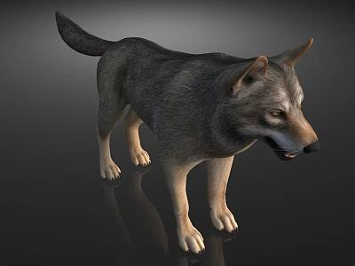Wolf Wolf Wolf Dog 3d model