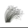 Elegant Ornamental Grass with White Plumes and Slender Green Stems Against Black Background