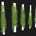 Lush Green Vines Climbing On White Pillars With Fresh Leaves
