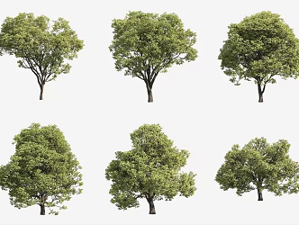 Southern European Pu Shu Landscape Tree 3d model