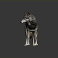 Gray Black Wolf Standing With Alert Posture On Dark 3D Rendered Background