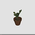 Succulent Plant With Green Leaves In Terracotta Pot On Gray Background With Shadow