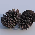 Close Up of Natural Dried Pine Cones on Light Background Surface 3d model