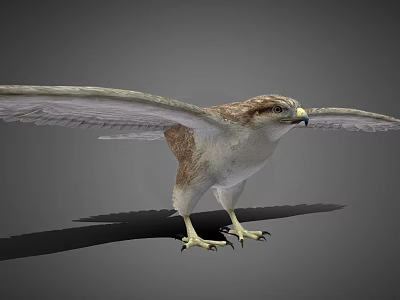 Flying Animal Falcon With Spread Wings Standing On Ground In Grey Background 3d model