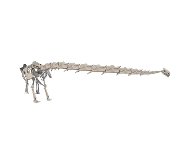 Public Natural History Museum Exhibition With Complete Dinosaur Skeleton 3d model