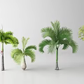 Various Types of Tropical Trees with Diverse Fronds and Trunk Structures