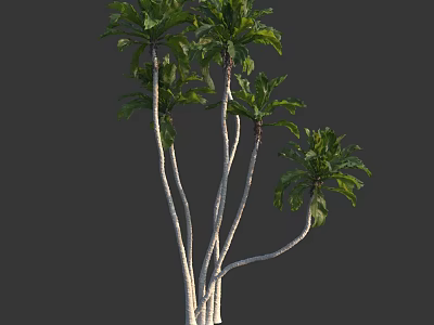 Elegant Tall Tropical Trees With Slender Trunks And Lush Green Foliage 3d model