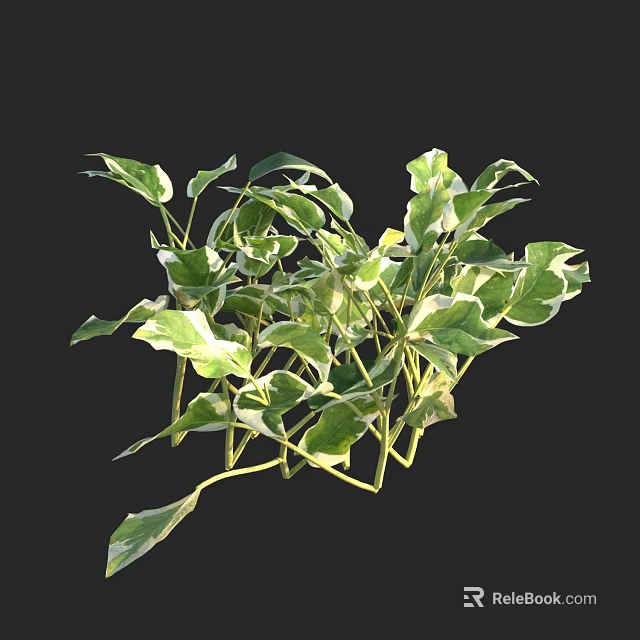 Green Variegated Garden Shrub with Lush Foliage and White Edged Leaves 3d model 