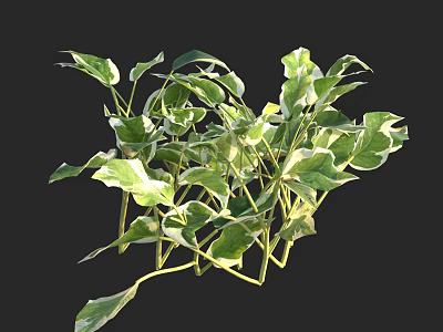 Green Variegated Garden Shrub with Lush Foliage and White Edged Leaves 3d model