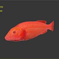 Striking Red Aquatic Fish with Glossy Body and Clear Reflection on Smooth Surface