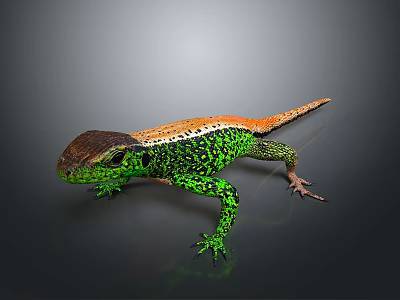 Vibrant Green Orange And Brown Reptile Lizard With Detailed Scales On Gray Background 3d model
