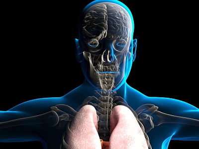 3D Anatomical View of Human Head Organs Including Brain Eyes Nose Mouth and Skeletal Structure 3d model