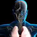 3D Anatomical View of Human Head Organs Including Brain Eyes Nose Mouth and Skeletal Structure