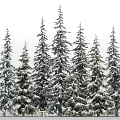 Snow Covered Tall Pine Trees In Scenic Natural Winter Forest Landscape