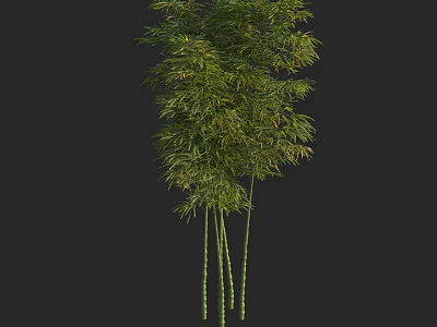 Lush Green Bamboo Plants With Dense Leaves And Slender Culms In Natural Scene 3d model