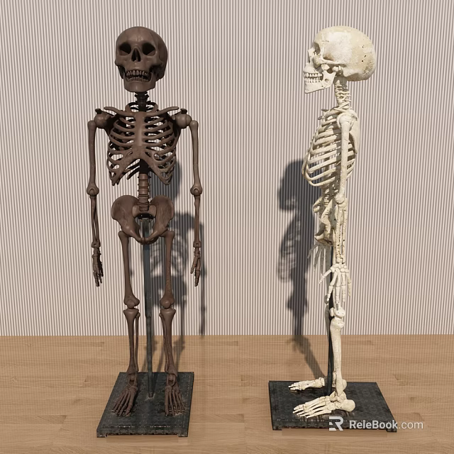 Human Skeleton Models Displayed with Detailed Limbs Different Colors and Anatomical Features 3d model 