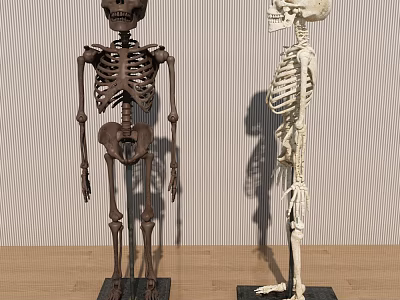 Human Skeleton Models Displayed with Detailed Limbs Different Colors and Anatomical Features 3d model