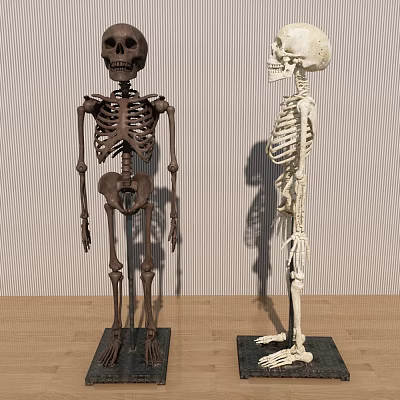 Human Skeleton Models Displayed with Detailed Limbs Different Colors and Anatomical Features 3d model