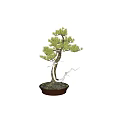 Artistic Bonsai Plant With Curved Trunk And Green Foliage In Terracotta Pot
