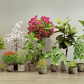 Indoor Bonsai Potted Plants With Pink White Flowers Green Leaves In Pots On Wooden Floor