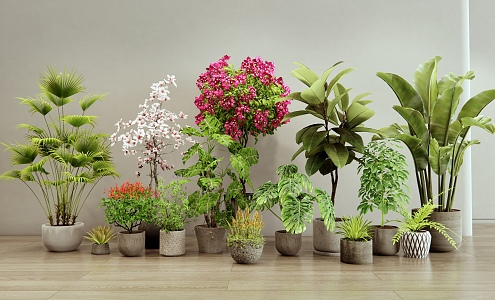 Modern Plants Potted Indoor Plants Green Plant Shrubs Flowers Bougainvillea 3d model