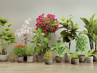 Modern Plants Potted Indoor Plants Green Plant Shrubs Flowers Bougainvillea 3d model