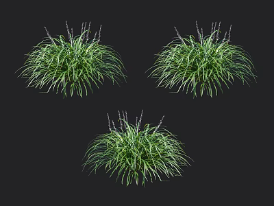 Ornamental Grass Plants with Green Leaves and Purple Flower Spikes in Three Clumps 3d model