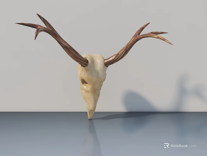 Natural Deer Skull With Long Antlers On Smooth Surface And Light Wall 3d model 