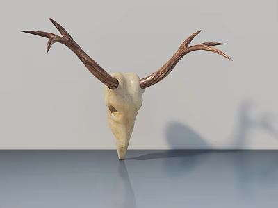 Natural Deer Skull With Long Antlers On Smooth Surface And Light Wall 3d model