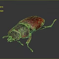 Shiny Red And Black Beetle With Dark Head And Legs On Dark Background