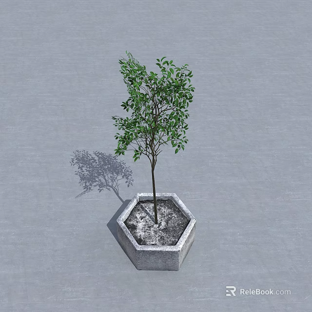 Arbor In Hexagonal Stone Planter With Green Leaves And Shadow On Gray Concrete Ground 3d model 
