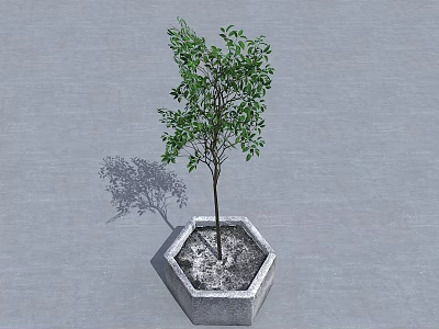 Arbor In Hexagonal Stone Planter With Green Leaves And Shadow On Gray Concrete Ground 3d model