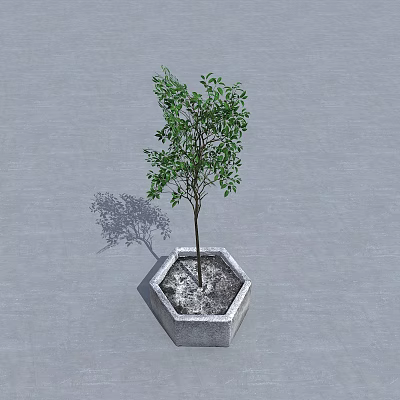 Arbor In Hexagonal Stone Planter With Green Leaves And Shadow On Gray Concrete Ground 3d model