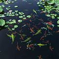 Vibrant Koi Fish Swimming in Pond with Green Lotus Leaves and Pink Flowers