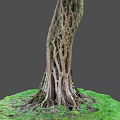Tall Tree Trunk With Intricate Textured Roots And Lush Green Grass On Gray Background