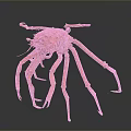 Red Spotted Aquatic Crab With Long Legs And Detailed Marine Features