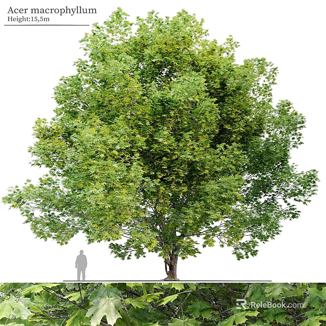 Majestic Garden Feature With Large Leafy Tree And Human Silhouette Showing Size Dimensions 3d model 