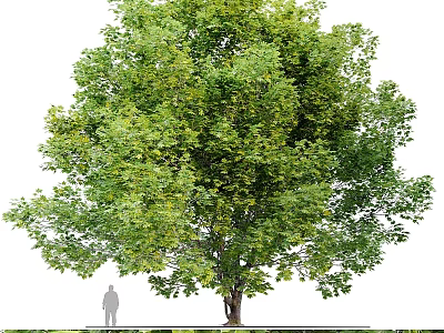 Majestic Garden Feature With Large Leafy Tree And Human Silhouette Showing Size Dimensions 3d model